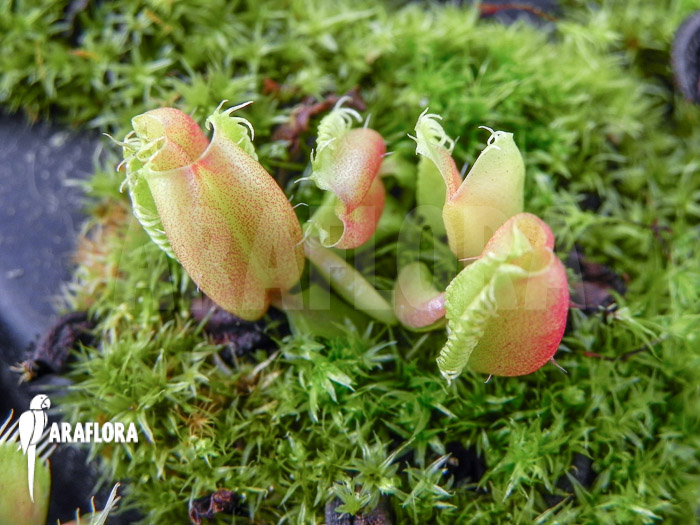 Dionaea muscipula ‘Hot kiss’ ‘Starter’