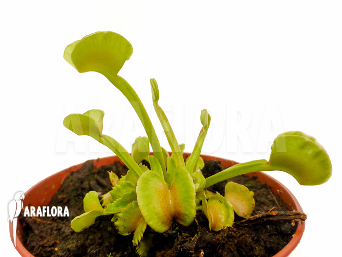 Dionaea muscipula ‘Hot kiss’ ‘Starter’