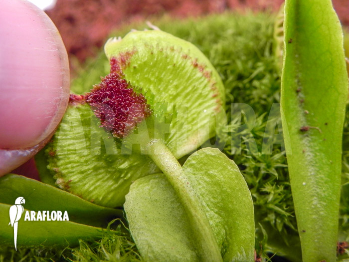 Dionaea muscipula ‘Intrudor’