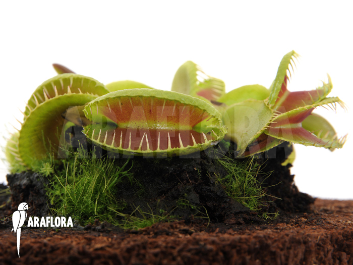 Dionaea muscipula ‘Jaws Smiley’