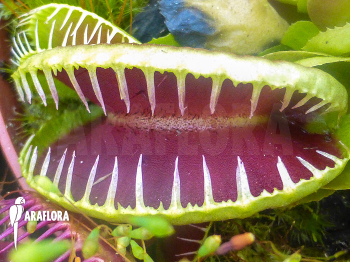 Dionaea muscipula ‘Jaws Smiley’