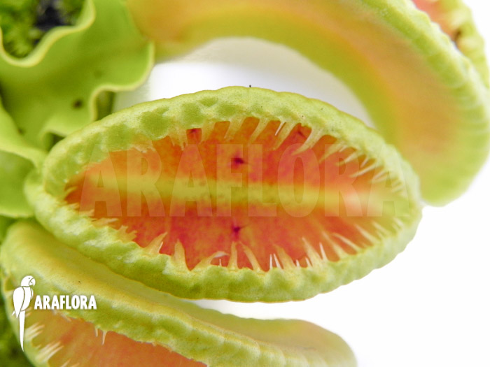 Dionaea muscipula ‘Jaws double smiley’