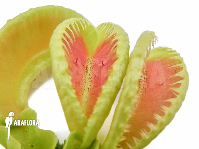 Dionaea muscipula ‘Jaws double smiley’