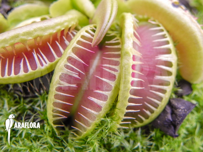 Dionaea muscipula ‘Jaws smiley crested’