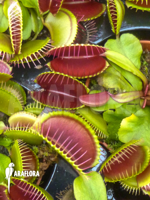 Dionaea muscipula Jumbo