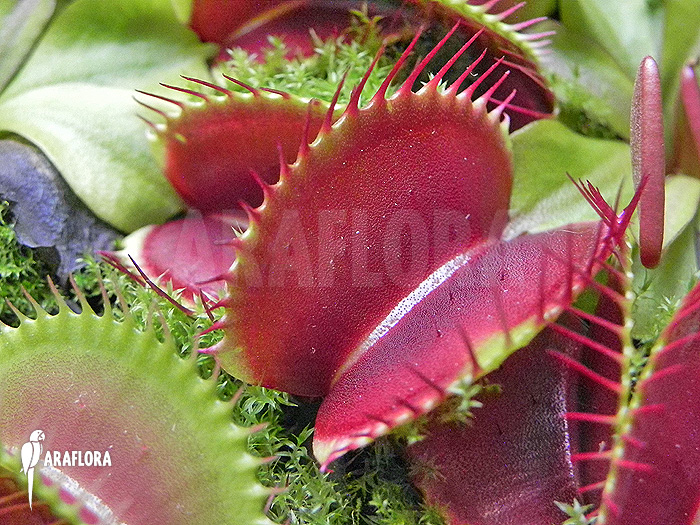 Dionaea muscipula ‘Jumbo’ ‘XL’