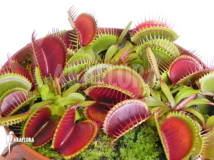 Dionaea muscipula ‘Jumbo’ ‘XL’