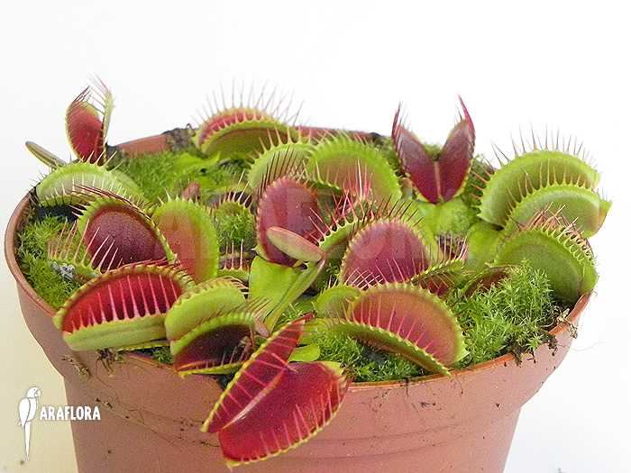Dionaea muscipula ‘Jumbo’ ‘XL’