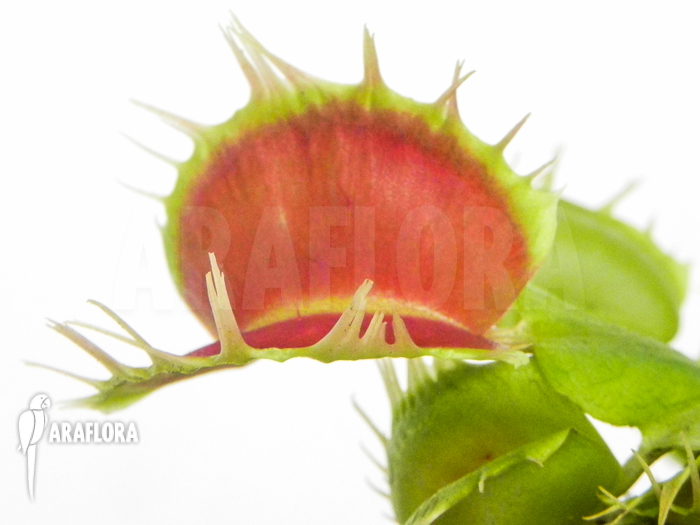 Dionaea muscipula King Kong