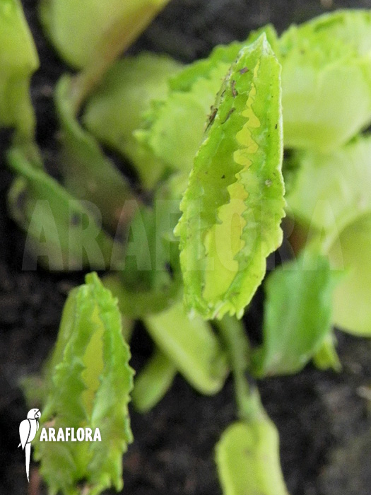 Dionaea muscipula ‘Kinky Wave’