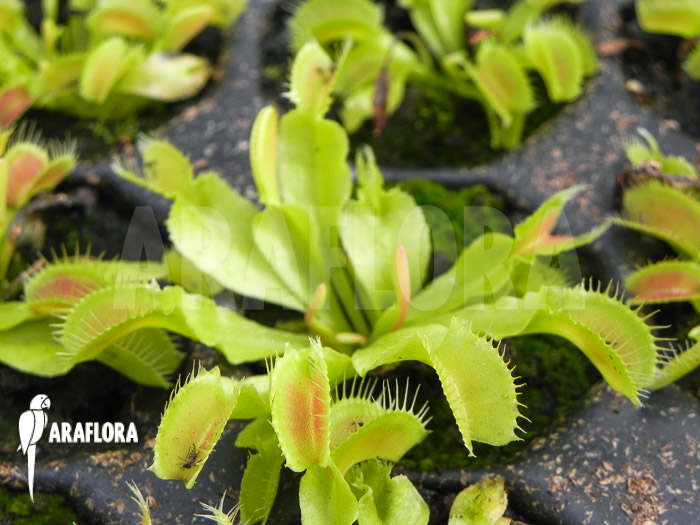 Dionaea muscipula ‘Korrigans’ Starter
