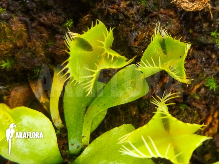 Dionaea muscipula Kubus trap