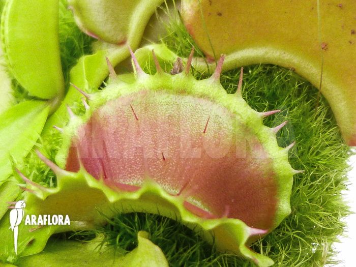 Dionaea muscipula Kuga