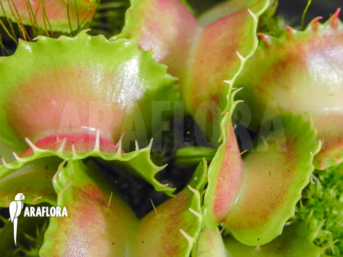 Dionaea muscipula Kuga