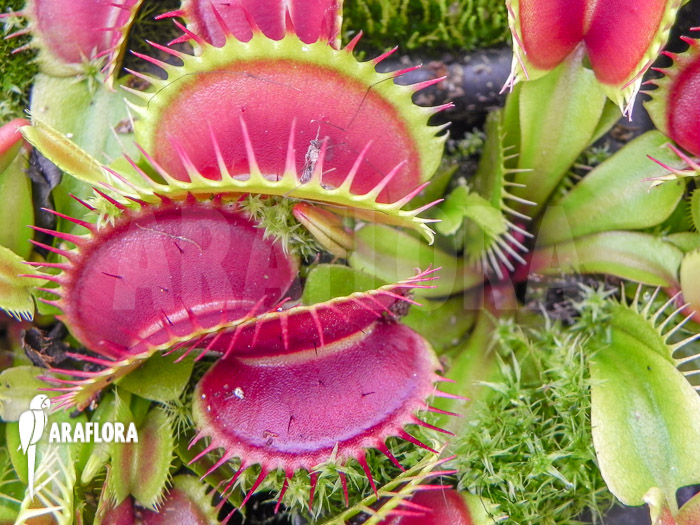 Dionaea muscipula ‘Long petiolate’