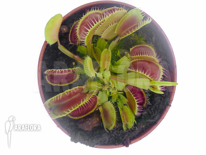 Dionaea muscipula ‘Louchapates’