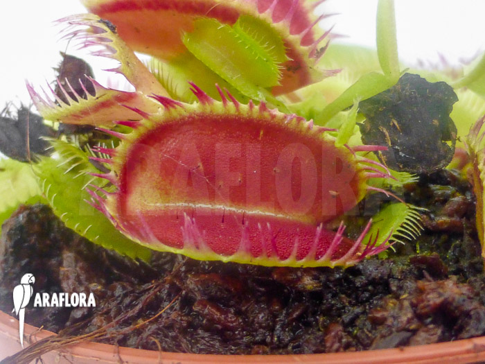 Dionaea muscipula ‘Louchapates’