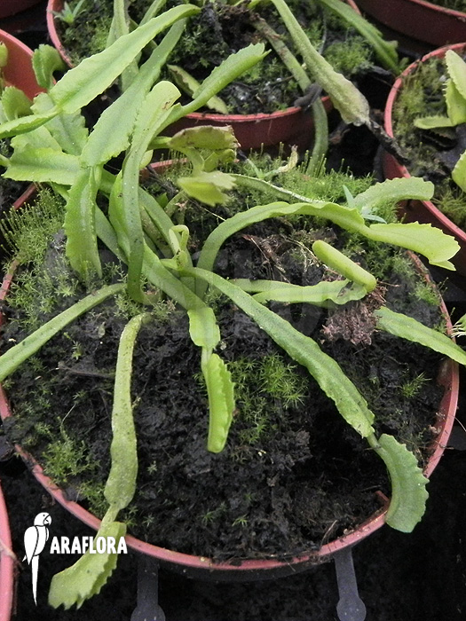 Dionaea muscipula ‘Mars’