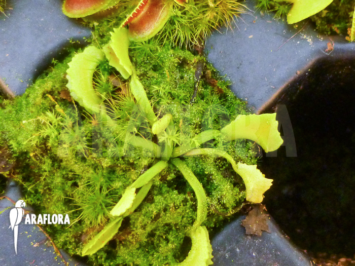 Dionaea muscipula ‘Mars’ ‘Starter’