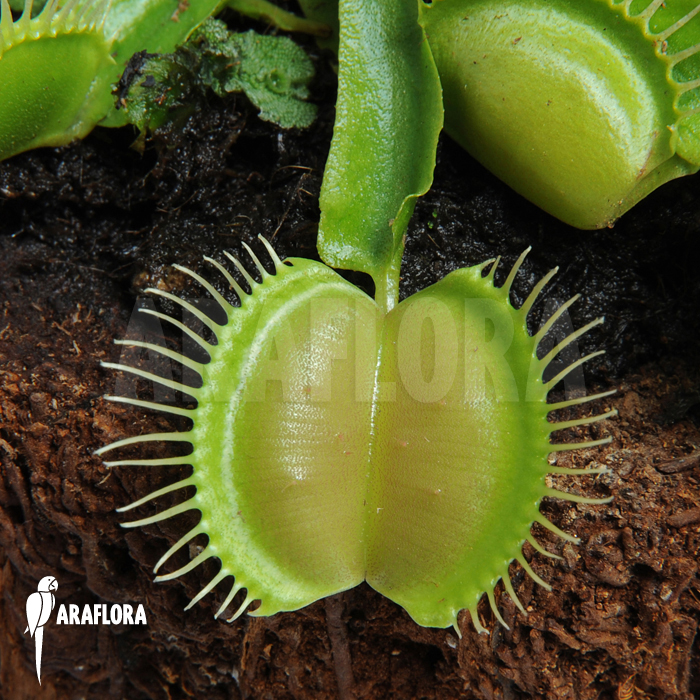 Dionaea muscipula ‘Moon trap’