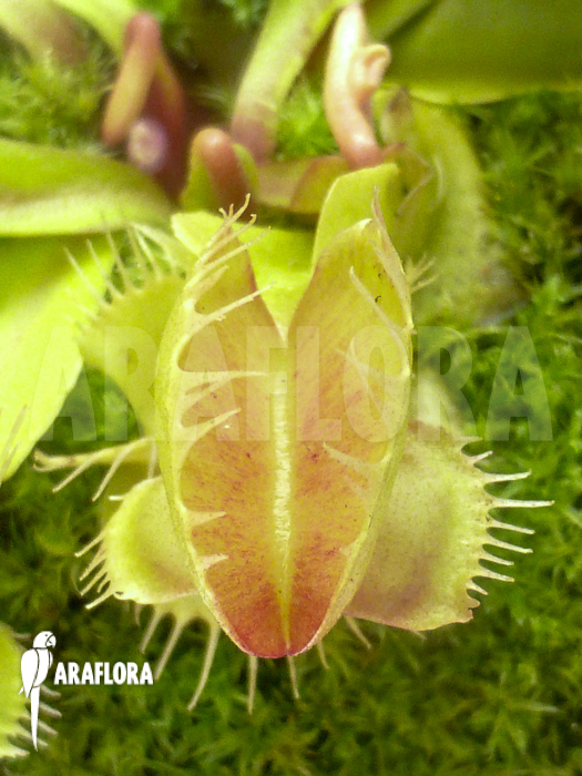 Dionaea muscipula New mirror