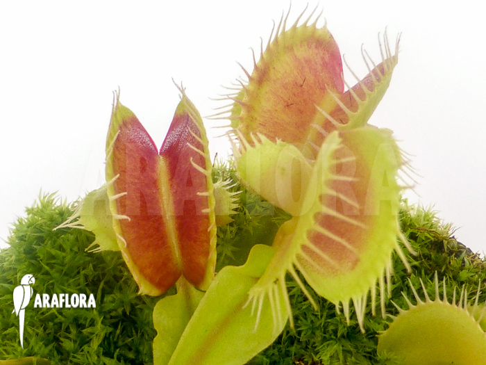 Dionaea muscipula New mirror
