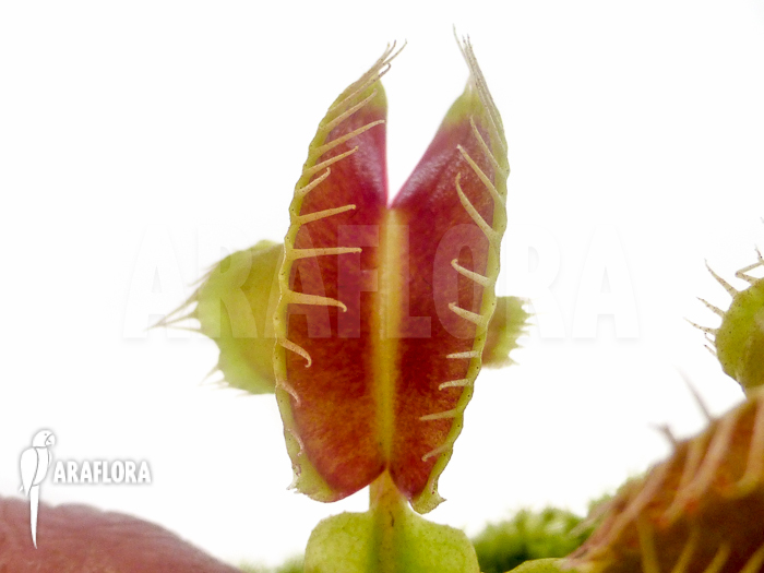 Dionaea muscipula New mirror