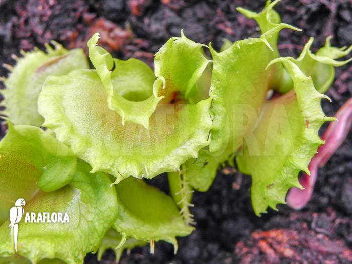 Dionaea muscipula ‘Nicky’