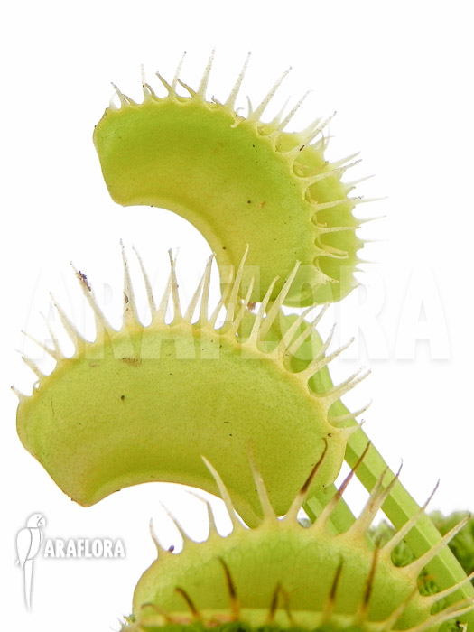 Dionaea muscipula ‘No meat’