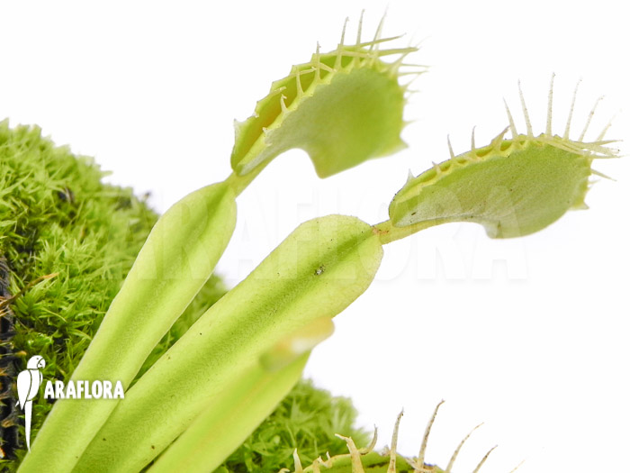 Dionaea muscipula ‘No meat’
