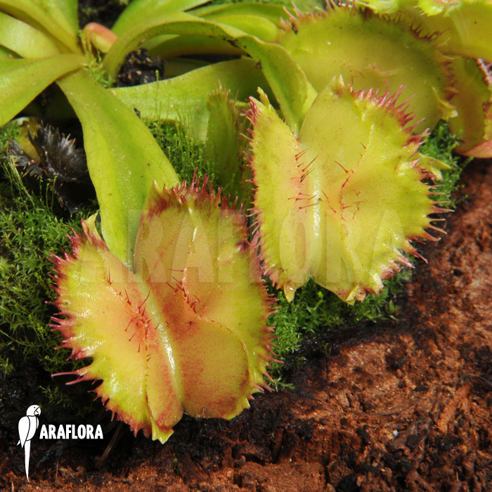 Dionaea muscipula ‘No dentist’