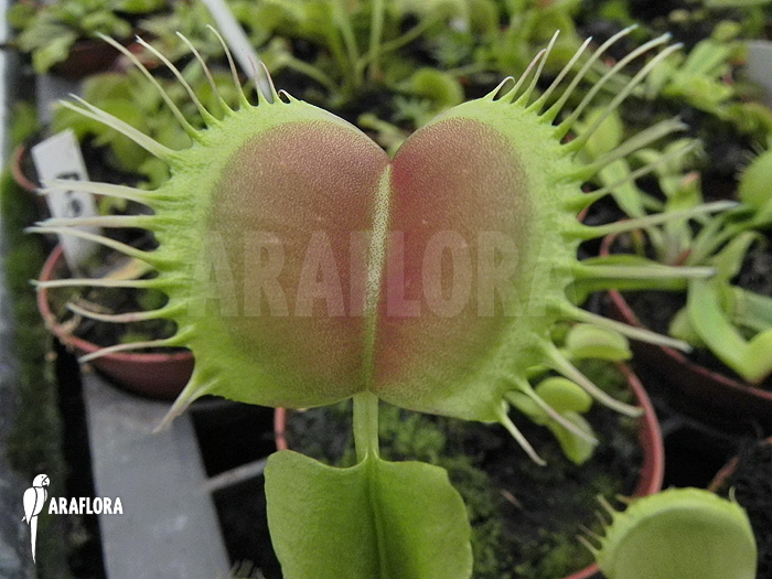 Dionaea muscipula ‘Opus Delight’