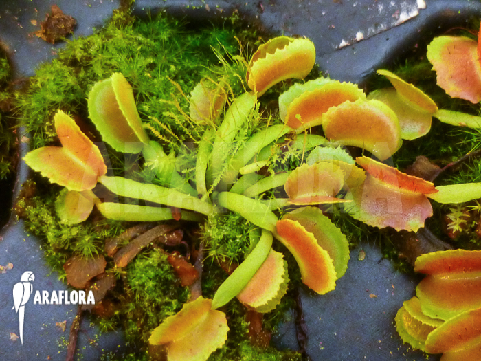 Starter of Dionaea muscipula ‘Pacman’