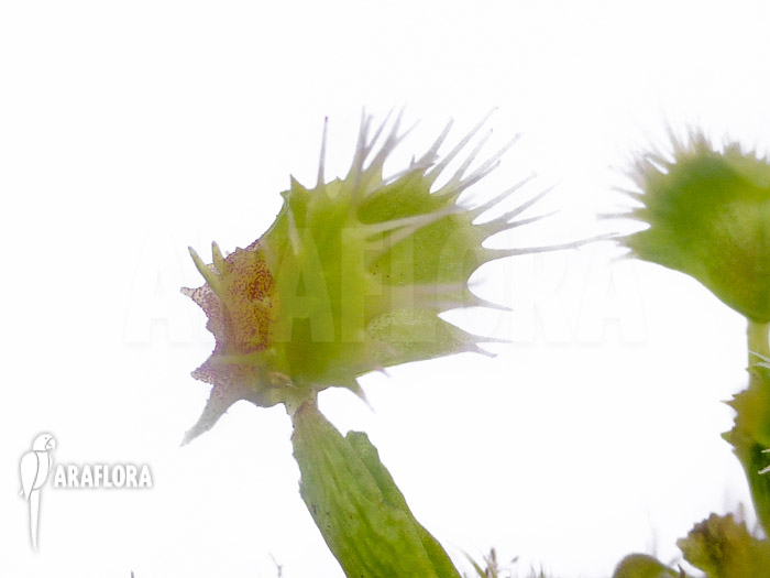 Dionaea muscipula ‘Pincushion’ ‘XL’