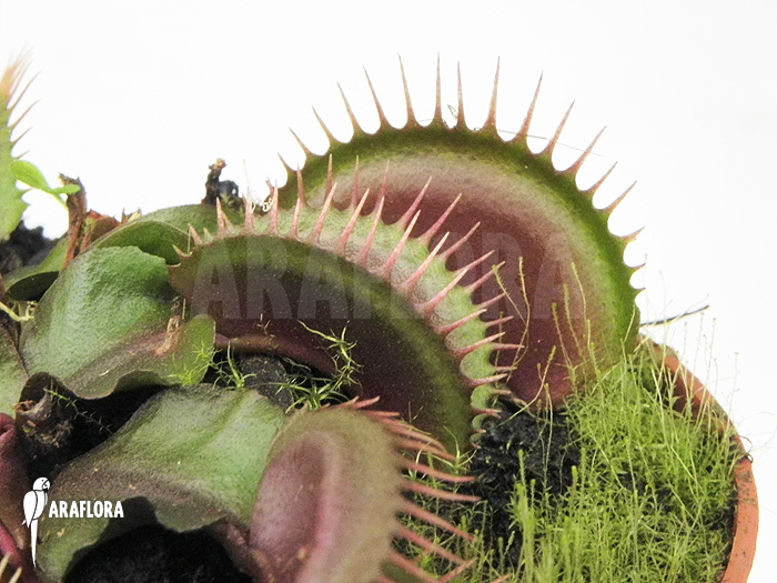 Dionaea muscipula ‘Poland red’