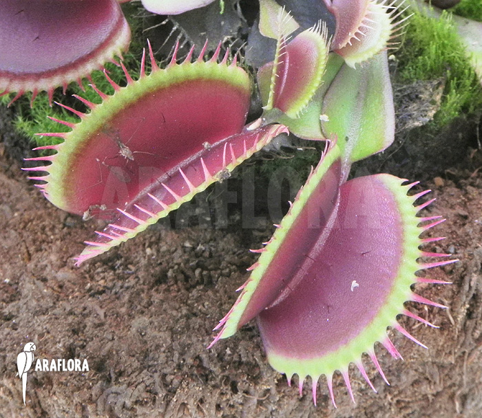 Dionaea muscipula ‘Poland red’