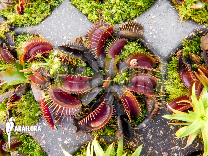Dionaea muscipula ‘Poland red’