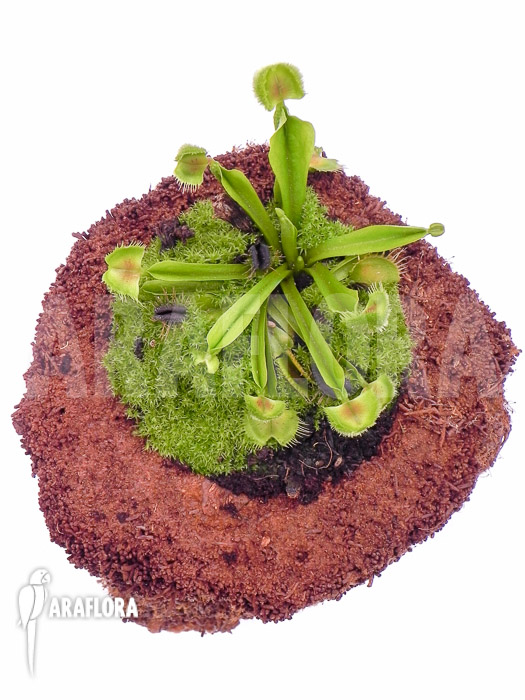 Dionaea muscipula Pom Pom Araflora