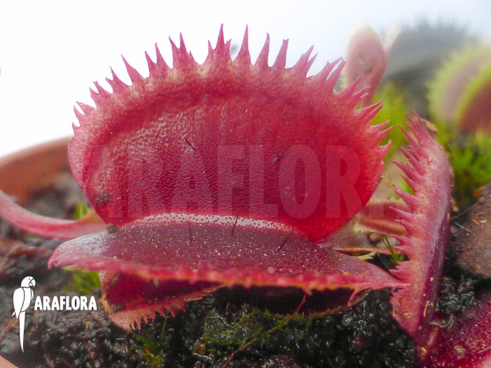 Dionaea muscipula ‘Red piranha’