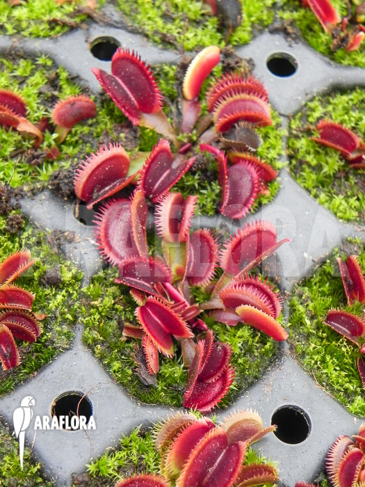 Dionaea muscipula ‘Red piranha’ Starter
