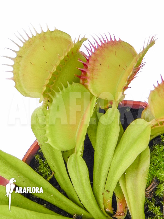 Dionaea muscipula ‘SOS’