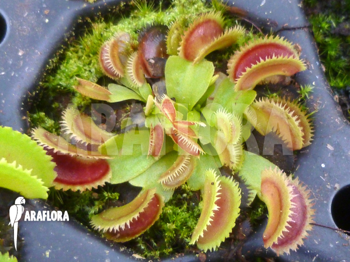 Dionaea muscipula ‘Shark teeth’