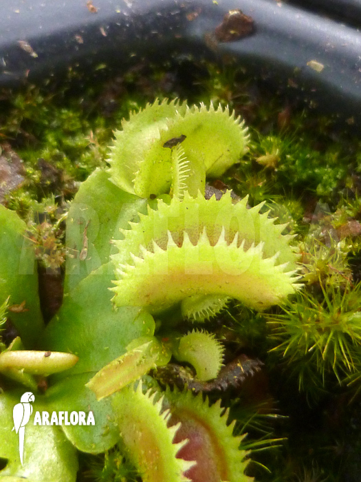 Dionaea muscipula ‘Shark teeth’