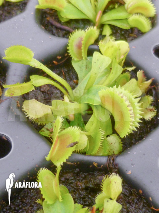 Dionaea muscipula ‘Shark teeth’