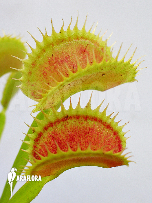 Dionaea muscipula ‘Shark teeth’
