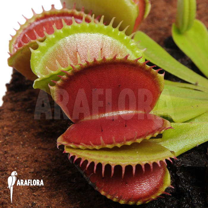 Dionaea muscipula ‘Short teeth’