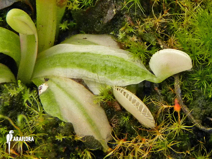 Dionaea muscipula ‘Snowman’