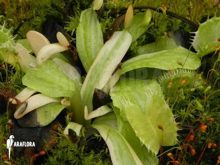 Detail Dionaea muscipula ‘Snowman’