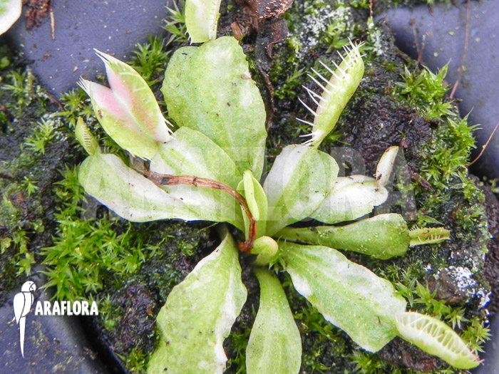 Dionaea muscipula ‘Snowman’ starter