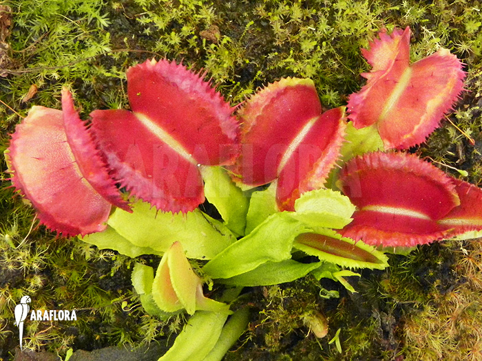 Dionaea muscipula ‘Space’